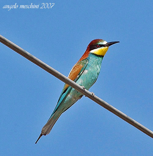 Gruccioni - Merops apiaster